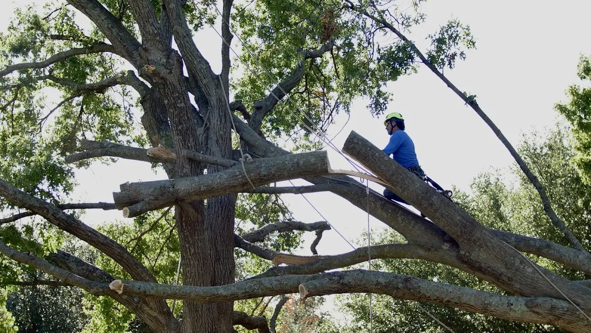 Professional Crown Thinning performed by certified arborists in Devers
